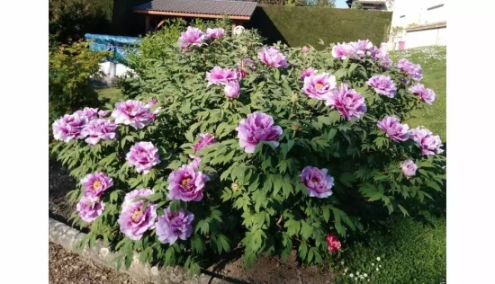PAEONIA suffructicosa Lavender