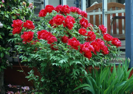 PAEONIA suffructicosa Dark Red