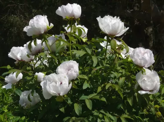 PAEONIA suffructicosa White