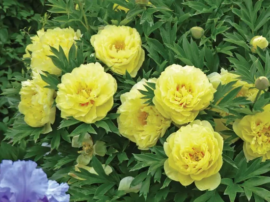 PAEONIA suffructicosa Yellow
