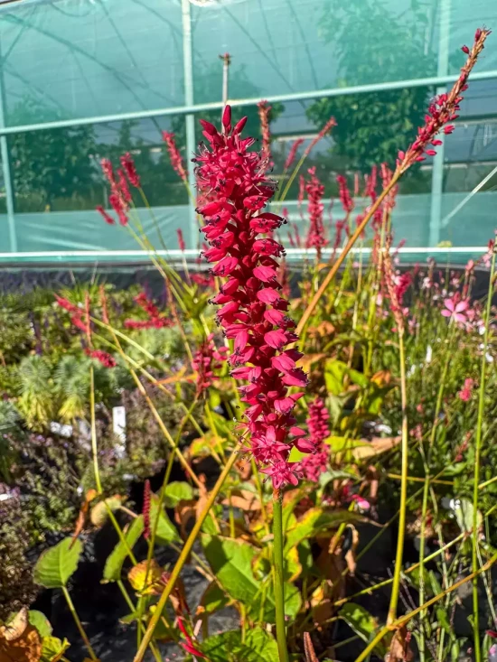 PERSICARIA amplexicaulis Firetail