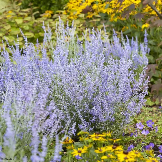 PEROVSKIA atriplicifolia Lacey Blue