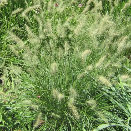 PENNISETUM alopecuroides viridescens