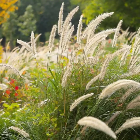 PENNISETUM macrourum