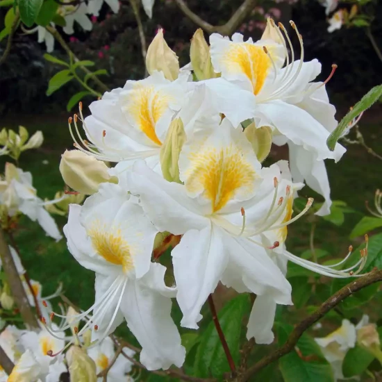 PETROSELINUM crispum