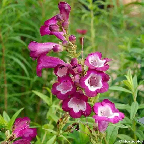 PENSTEMON x Gloire des Quatre Rues