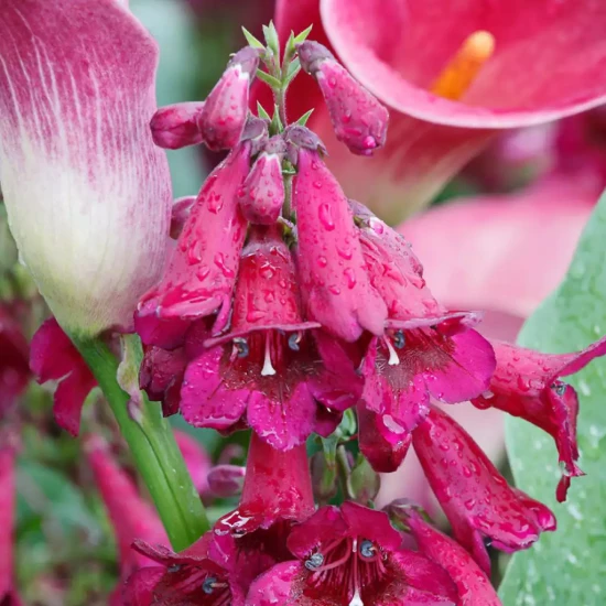 PENSTEMON x Rich Ruby