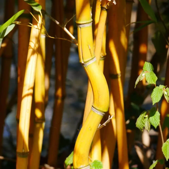 PHYLLOSTACHYS aureosulcata Aureocaulis
