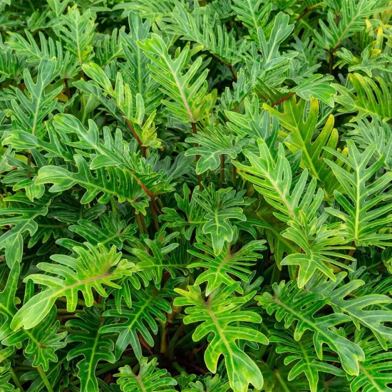 PHILODENDRON bipinnatifidum Selloum