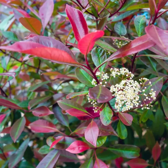 PHOTINIA x fraseri Bâton Rouge