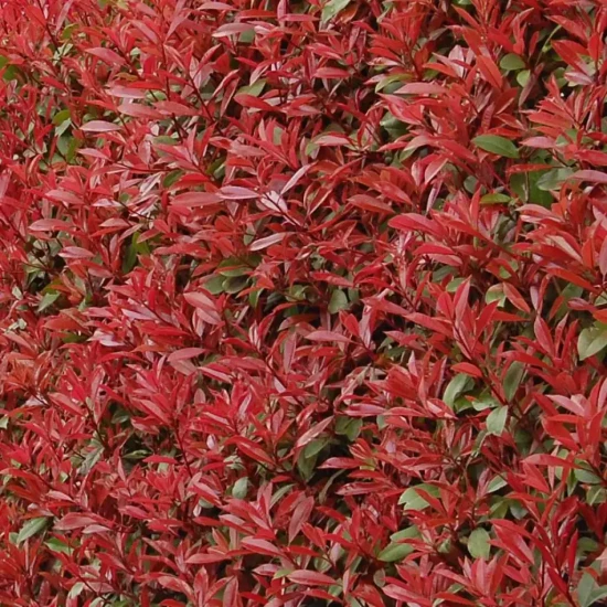 PHOTINIA x fraseri Carré Rouge