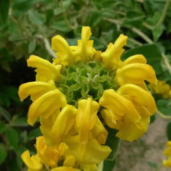 PHLOMIS fructicosa