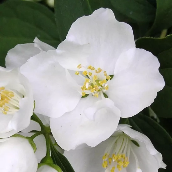 PHILADELPHUS persica Bouquet Blanc