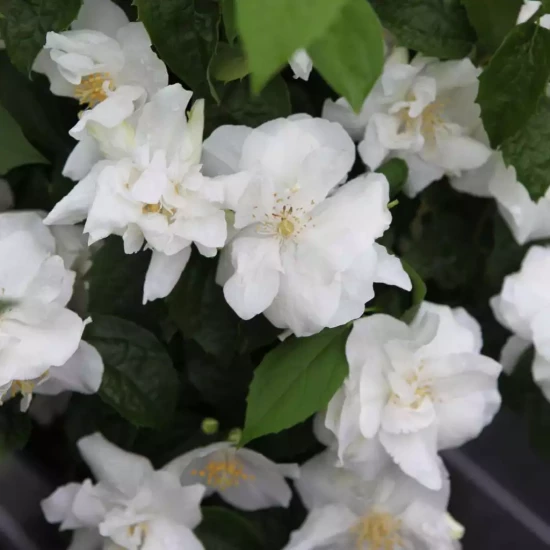PHILADELPHUS x virginalis Natchez