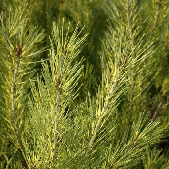 PINUS densiflora Umbraculifera