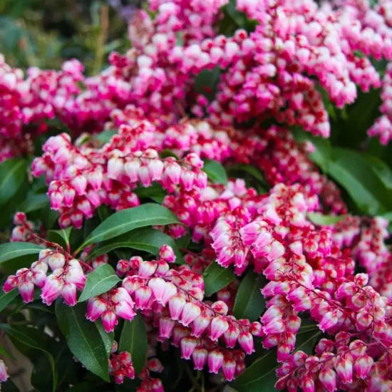 PIERIS japonica Bonfire