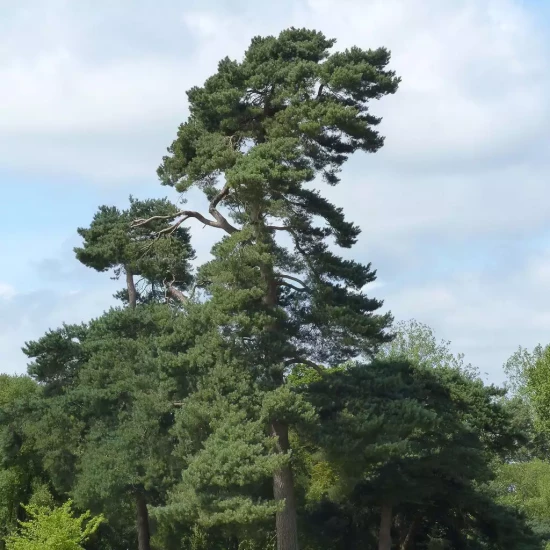 PINUS sylvestris Fastigiata