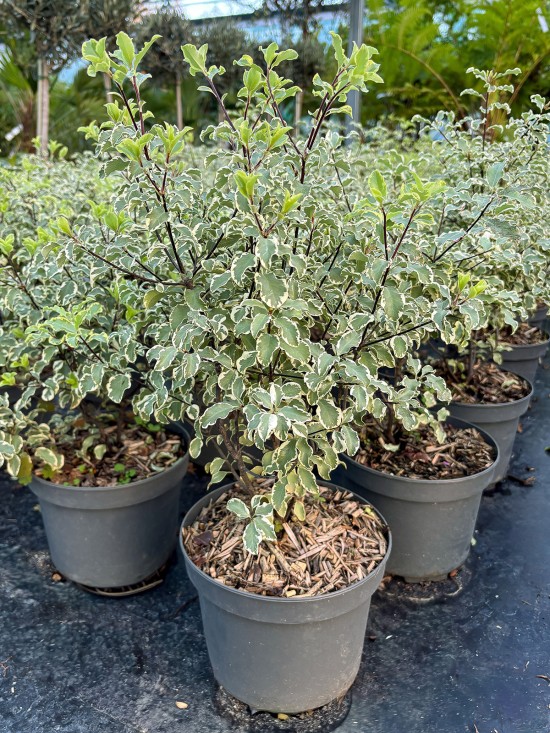 PITTOSPORUM tenuifolium Variegatum