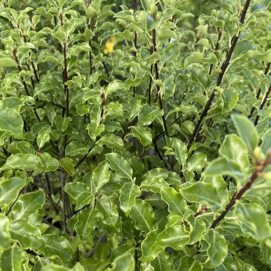 PITTOSPORUM tenuifolium Mahi