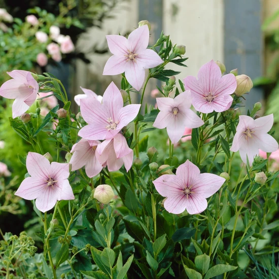 PLATYCODON grandiflorius Fuji Pink