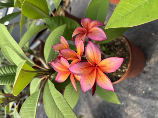 PLUMERIA rubra Epic