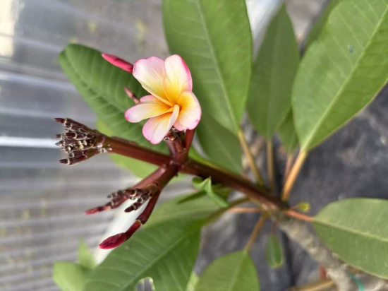 PLUMERIA rubra Thumbalina