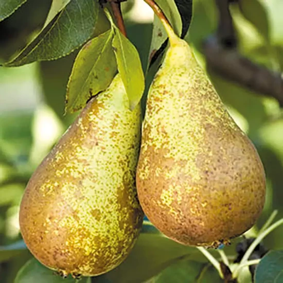 PYRUS communis Conférence