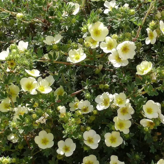 POTENTILLA fruticosa Cream' issima
