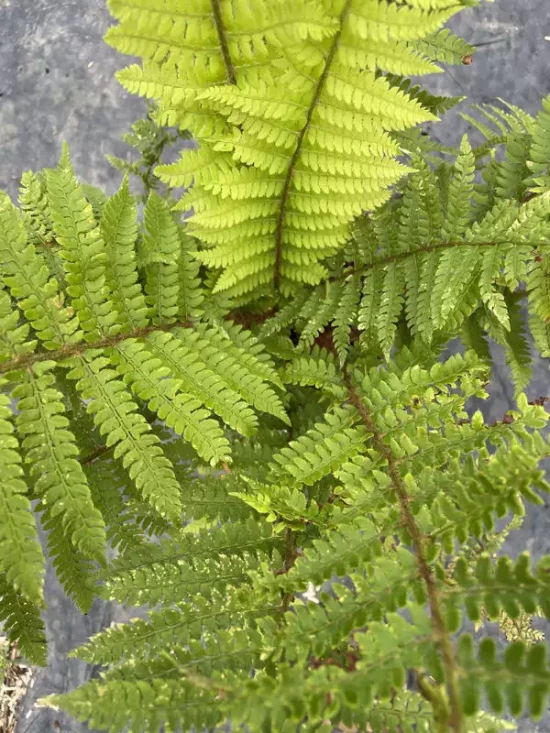 POLYSTICHUM munitum