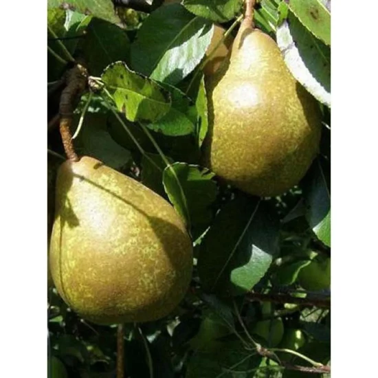 PYRUS communis Nain