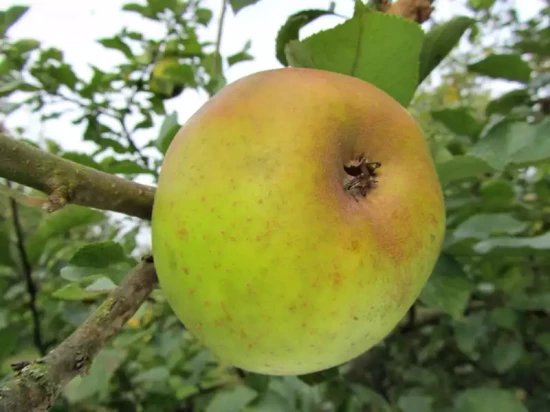 MALUS domestica Reinette Clochard