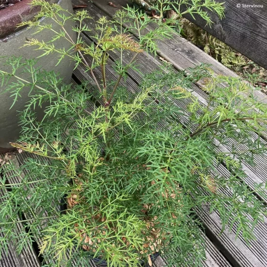 POLYSCIAS sambucifolia