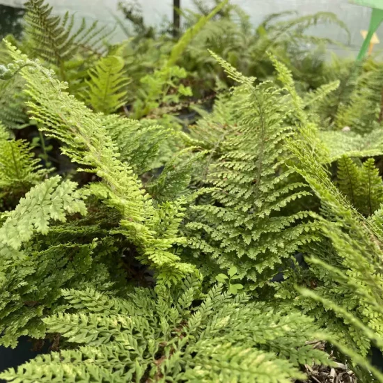POLYSTICHUM setiferum Plumosum Densum
