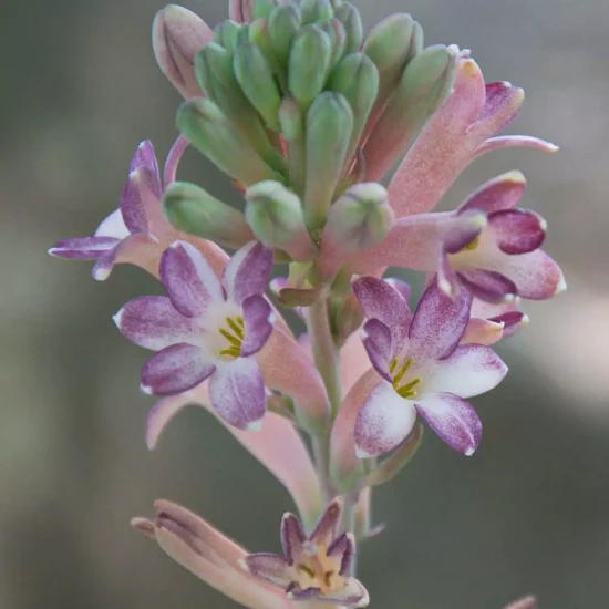 POLIANTHES tuberosa La Perle