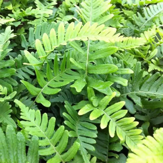 POLYPODIUM vulgare