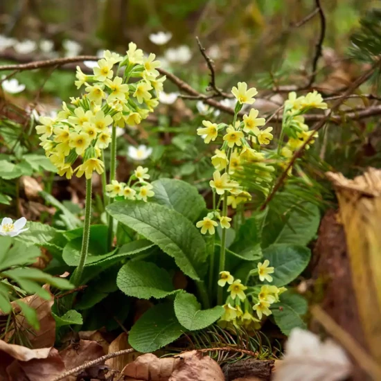 PRIMULA elatior Supernova Citrus Mix