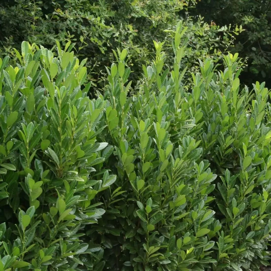 PRUNUS laurocerasus Green Torch