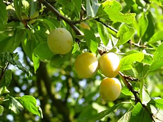 PRUNUS domestica Reine Claude Verte