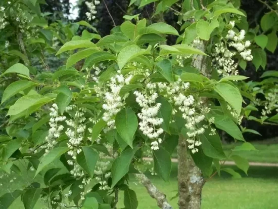PTEROSTYRAX hispida