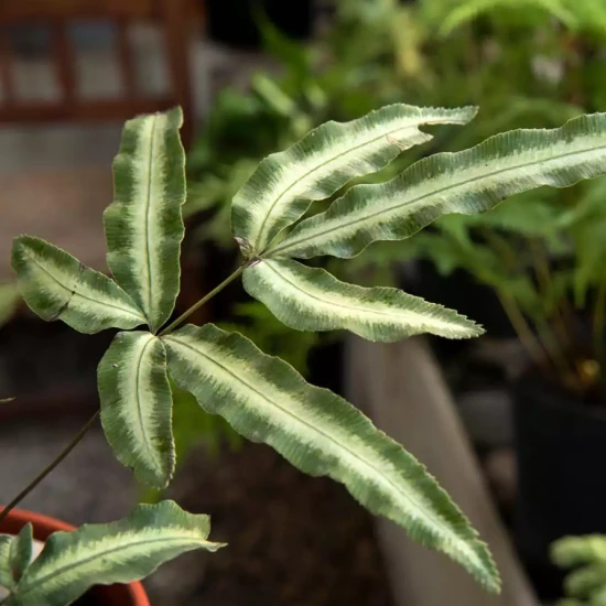 PTERIS nipponica