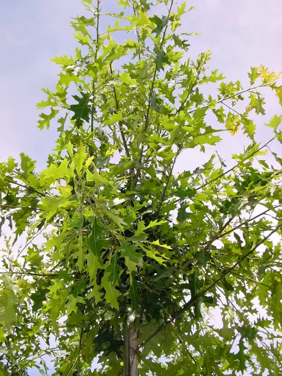 QUERCUS acutissima