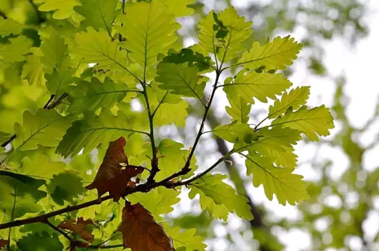 QUERCUS nigra