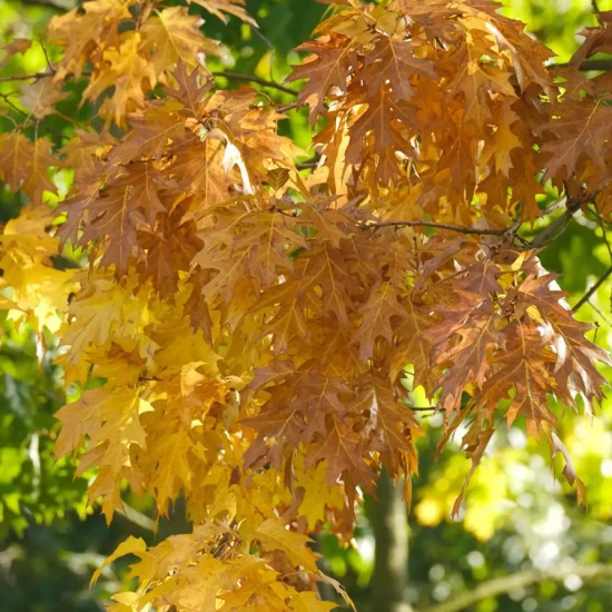QUERCUS phillyreoides