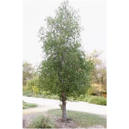 QUILLAJA saponaria
