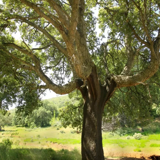 QUERCUS suber