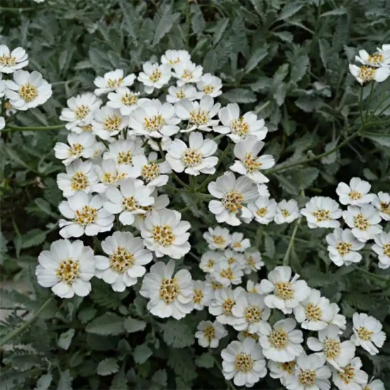RAPHIOLEPIS umbellata Minor