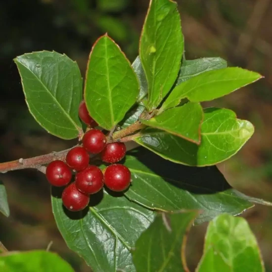 RHAMNUS alaternus