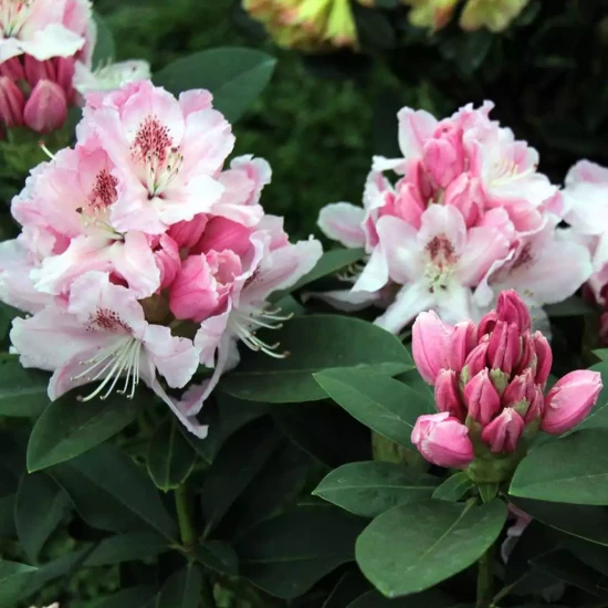 RHODODENDRON x Albert Schweitzer