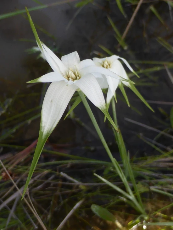 RHYNCHOSPORA colorata