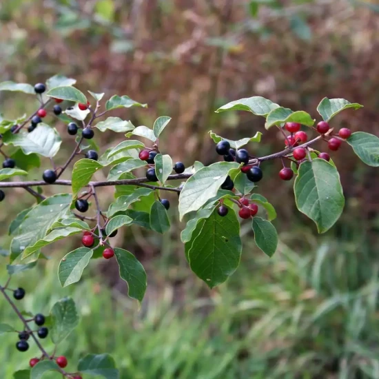 RHAMNUS frangula